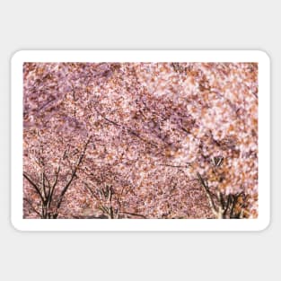 Cherry Trees Sticker
